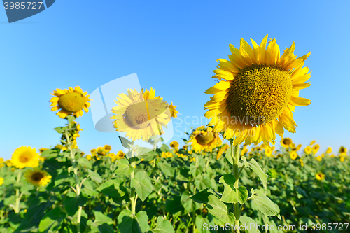 Image of sunflower field