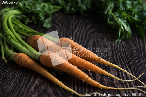 Image of Freshly grown carrots