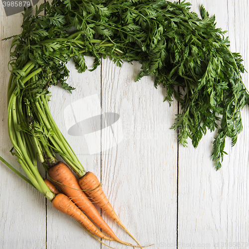 Image of Freshly grown carrots