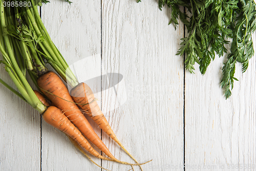 Image of Freshly grown carrots