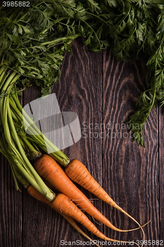 Image of Freshly grown carrots