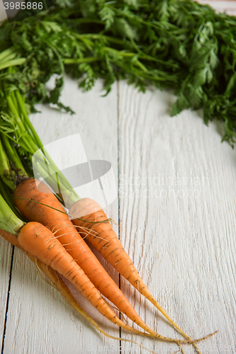 Image of Freshly grown carrots