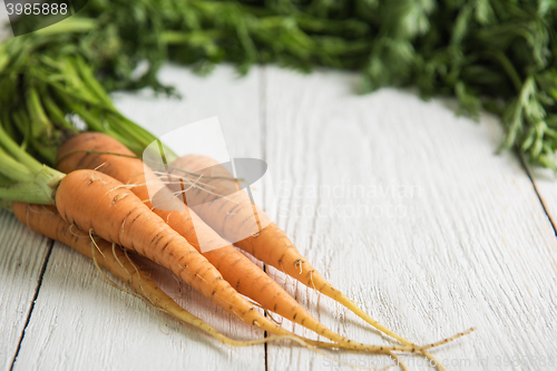 Image of Freshly grown carrots