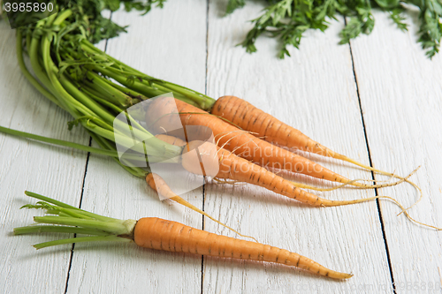 Image of Freshly grown carrots