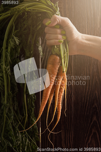 Image of Freshly grown carrots