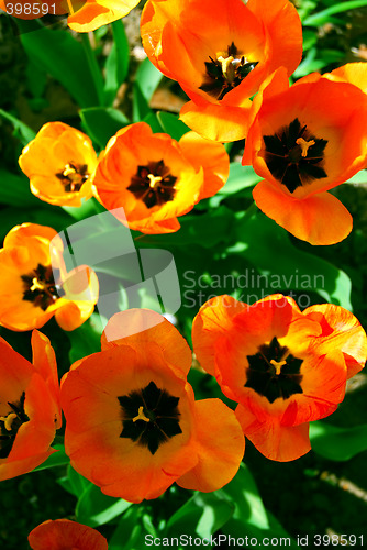 Image of Tulips