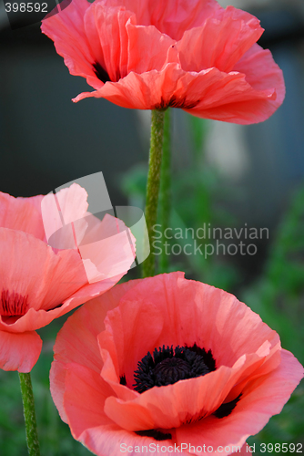 Image of Poppies