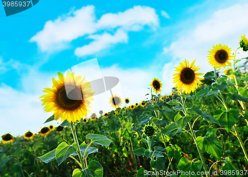 Image of sunflower field