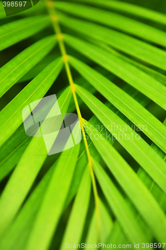 Image of Palm tree leaves