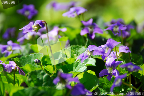Image of Violets