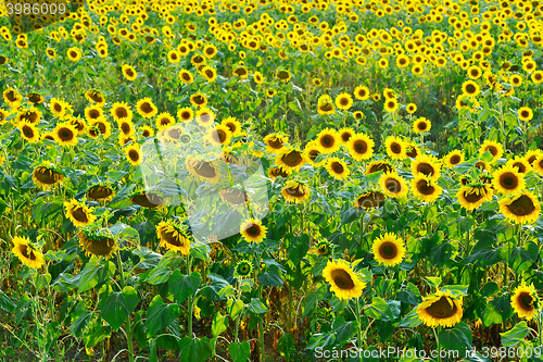 Image of sunflower field