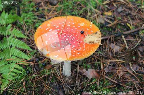 Image of Beautiful red fly agaric in the forest