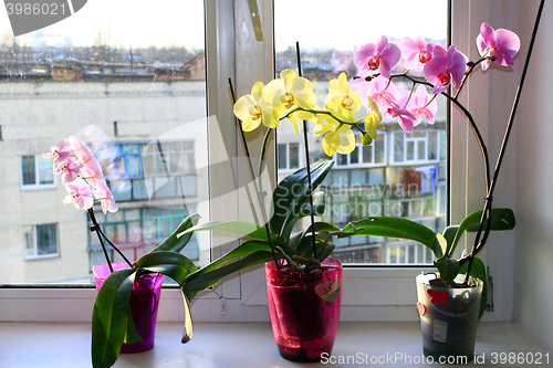 Image of three different blossoming orchids in flowerpots