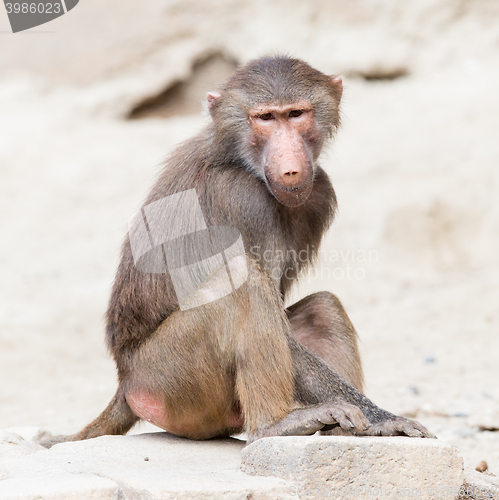 Image of Female macaque monkey