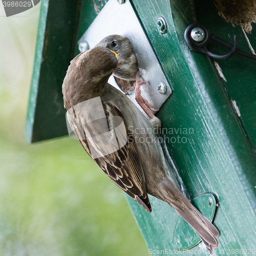 Image of Adult sparrow feeding a young sparrow