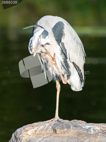 Image of Great Blue Heron standing quietly