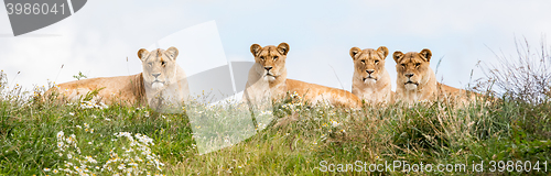 Image of Four female lions