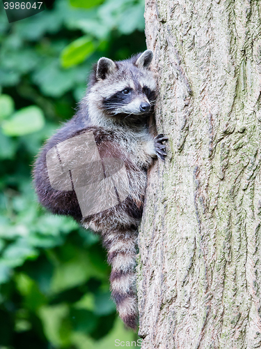 Image of Racoon climbing a tree