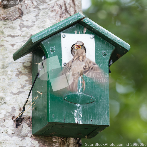 Image of Adult sparrow feeding a young sparrow