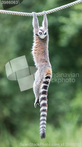 Image of Ring-tailed lemur (Lemur catta) 