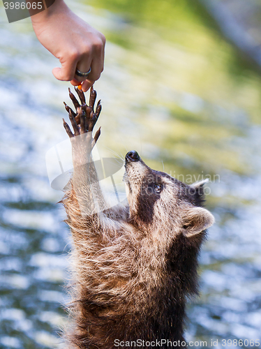 Image of Racoon begging for food