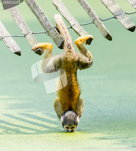 Image of Squirrel monkey - drinking water up-side down