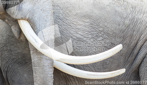 Image of Asian elephant (Elephas maximus) tusks close-up