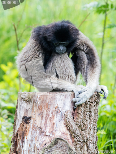 Image of Adult white handed gibbon