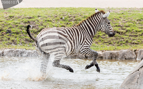 Image of Zebra running through water