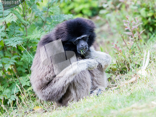 Image of Adult white handed gibbon