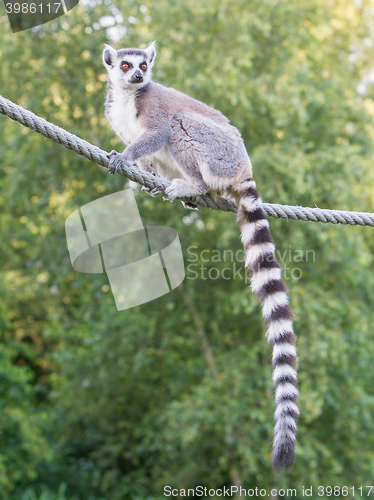 Image of Ring-tailed lemur (Lemur catta) 