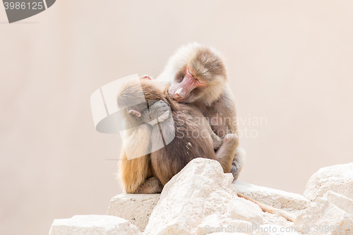 Image of Baboon mother and her little one