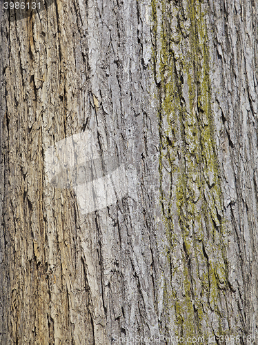 Image of Tree, Background