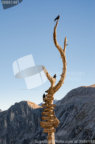 Image of Wooden signpost with route arrows on dry wood tree