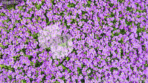 Image of Sunlight glade with a lot of small purple Aubrieta flowers