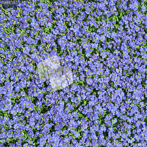 Image of Square floral background with multiplicity wild small blue flowers