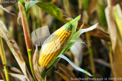 Image of mature corn crop