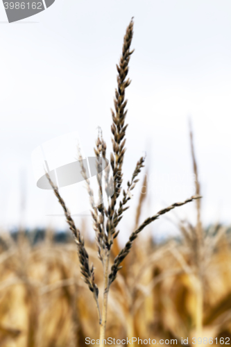 Image of field with mature corn