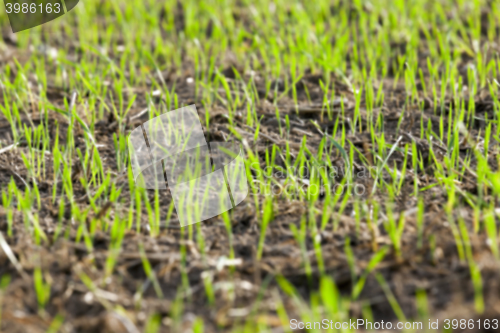 Image of young grass plants, close-up