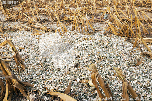 Image of mature corn crop