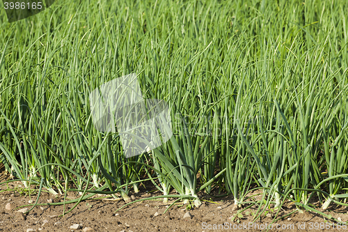 Image of sprouts green onions