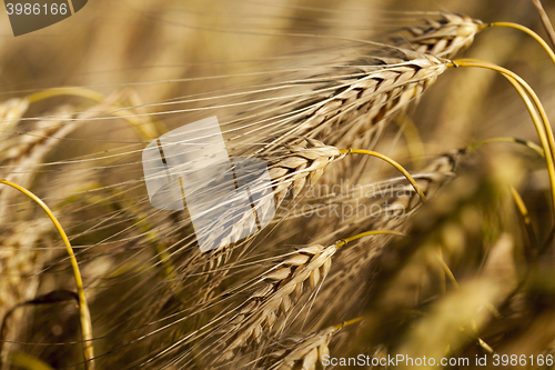 Image of ripe yellow cereals