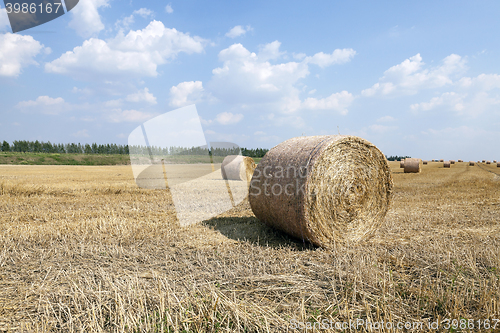 Image of agricultural field with cereal