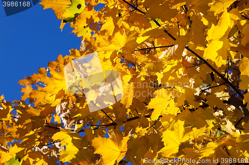 Image of yellowed maple leaves