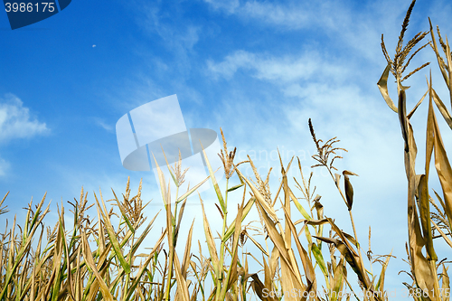 Image of Green immature corn