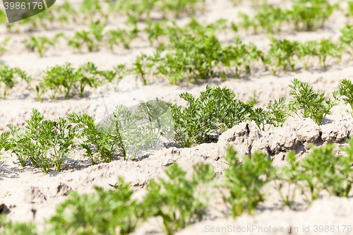 Image of Field with carrot