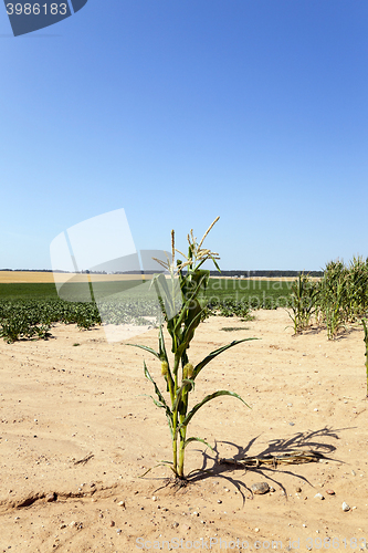 Image of corn field, agriculture