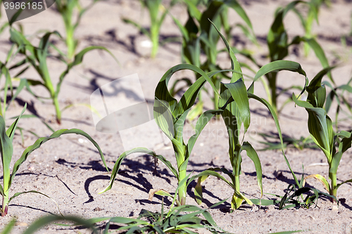 Image of corn field. close-up