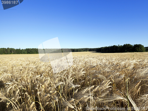 Image of ripe yellow cereals