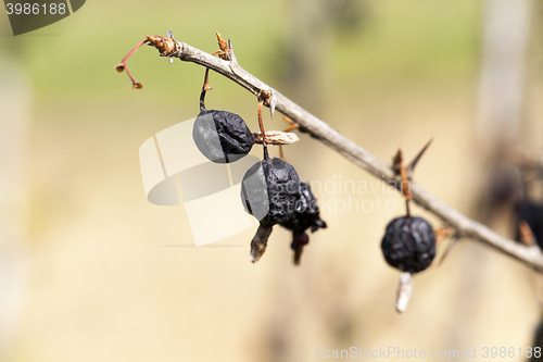 Image of dried berries harvest